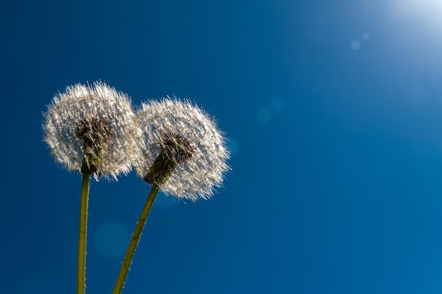 Dandelions in the sunlight on a blue sky Spring and summer wallpaper