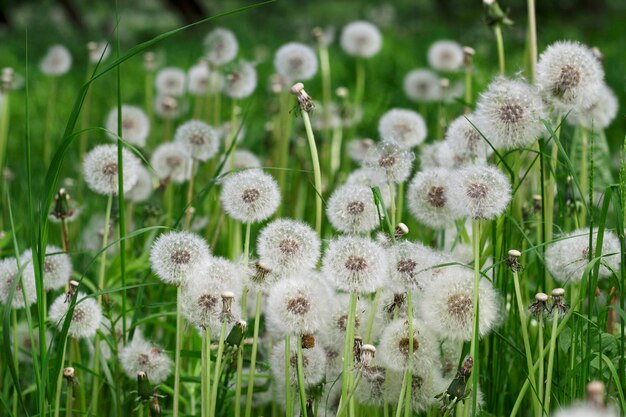 緑の草のふわふわのブローボールとタンポポ