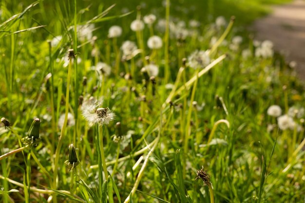 Dandelions with seeds in the meadow