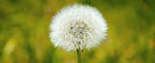 Dandelions with the wind in the field