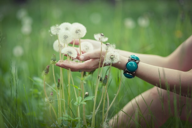 Dandelions in a woman's hand