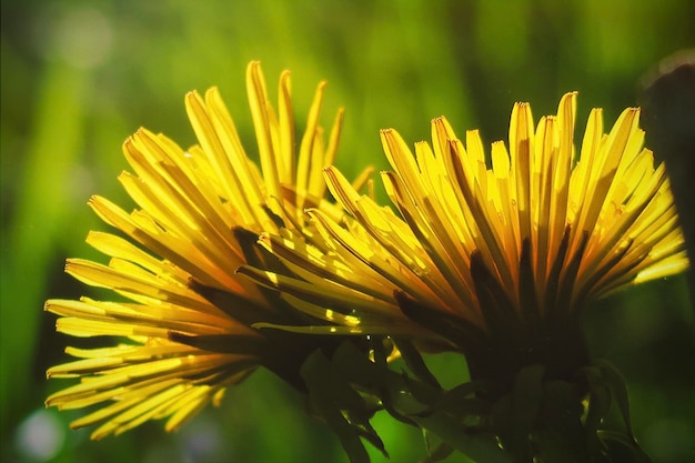 Photo dandelions