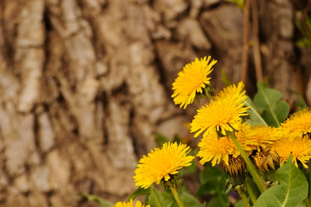 Dandelions