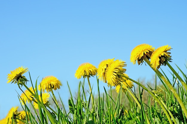 Dandelions