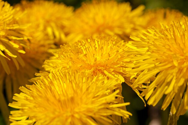 Dandelions