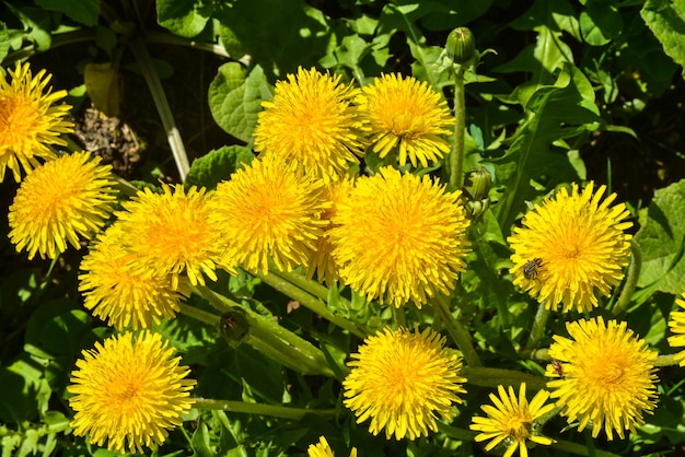 Dandelions