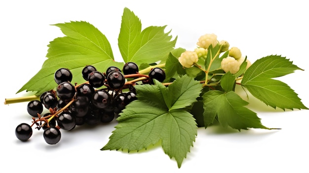 Danewort dwarf elder plant with elderberries and leaf