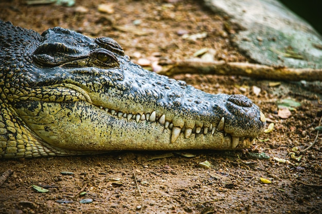 写真 危険な動物のワニの頭と歯の焦点