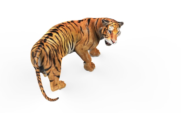 Dangerous Bengal Tiger Isolated on White Background with Clipping Path