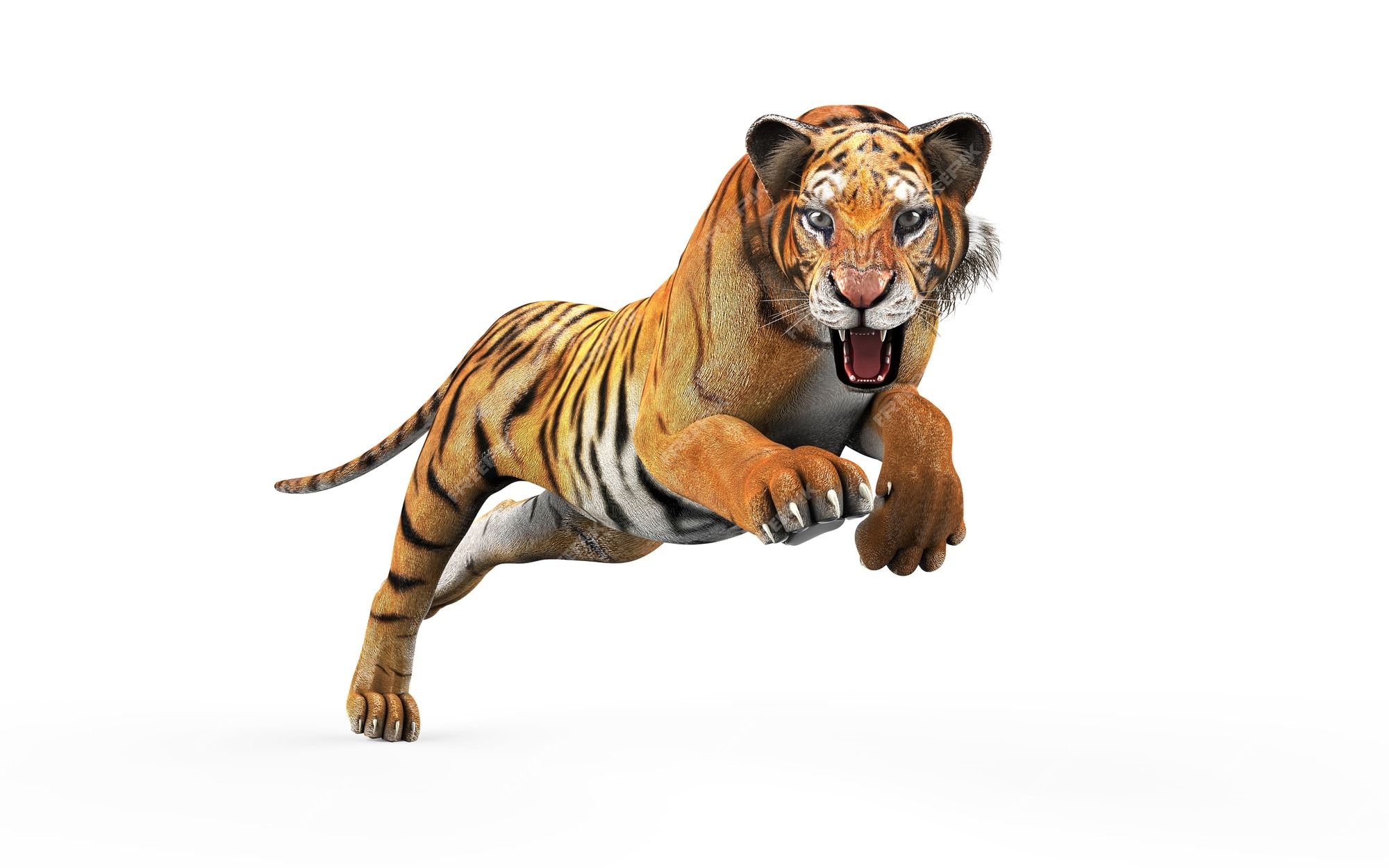 Premium Photo | Dangerous bengal tiger isolated on white background with  clipping path