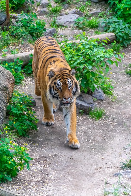 Опасный большой тигр крадется среди зарослей. Тигр выслеживает добычу.