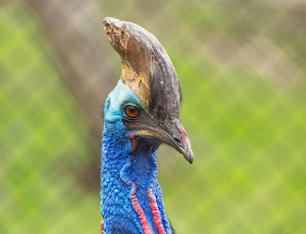 Photo dangerous bird cassowary