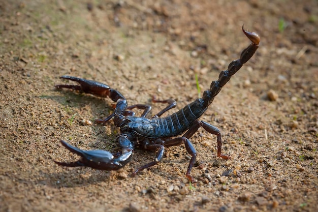 Photo dangerous black scorpion