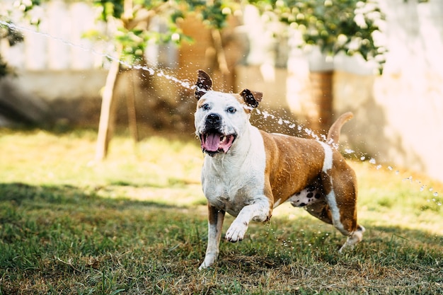 Photo dangerous breed dog playing with the water coming form a hosepipe