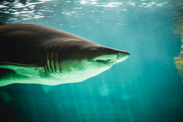 dangerous and huge shark swimming under sea