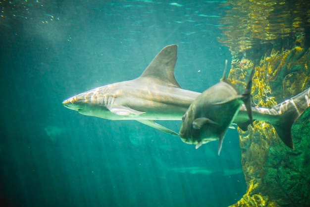 dangerous and huge shark swimming under sea