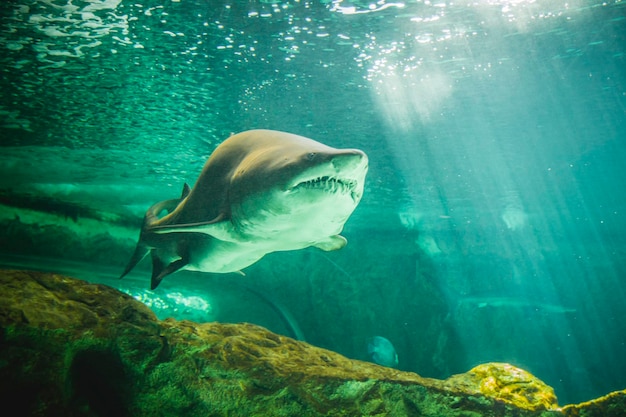 dangerous and huge shark swimming under sea