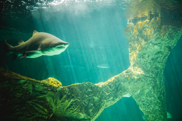 dangerous and huge shark swimming under sea