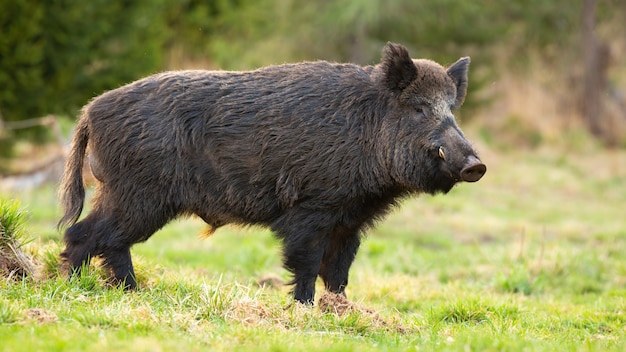 Dangerous wild boar with long tusks standing on green grass in spring forest