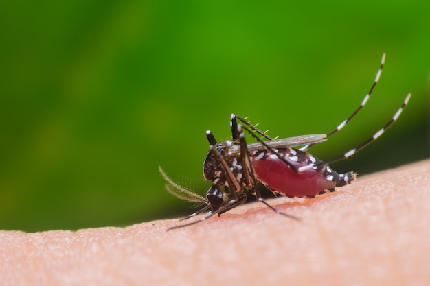 Dangerous Zica virus aedes aegypti mosquito on human skin 