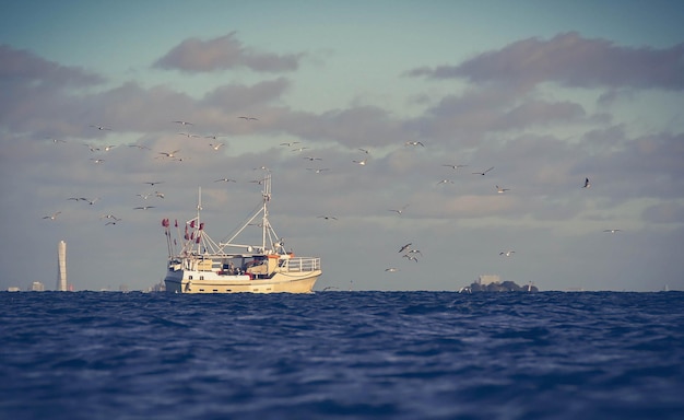Danish fishing boat surrounded by group of seagull in coastal area