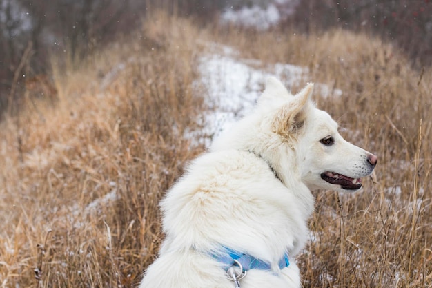 Danish Spitz, white dog sitting on the land