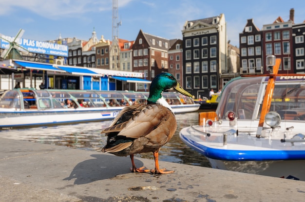 Dansende grachtenpanden van Damrak, Amsterdam, Nederland