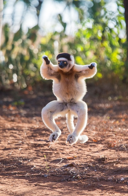 Dansende Sifaka uit Madagaskar is springen