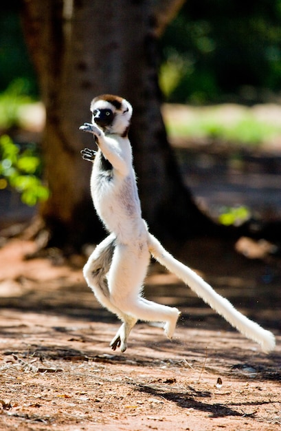 Dansende sifaka uit madagaskar is springen