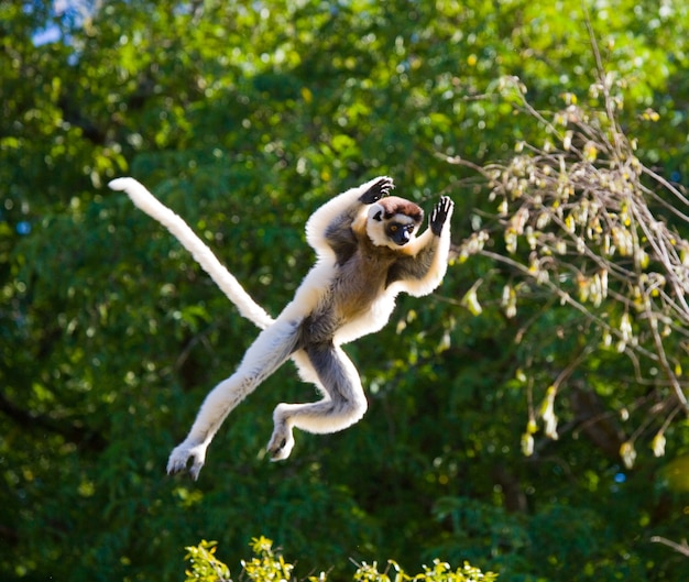 Dansende Sifaka uit Madagaskar is springen