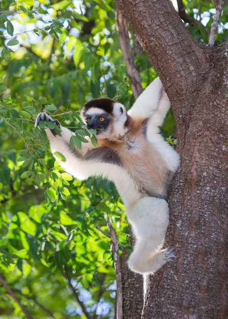 Foto dansende sifaka zit op een boom