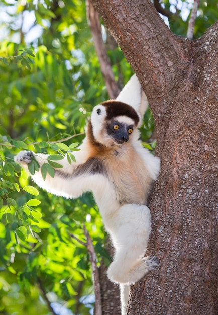 Foto dansende sifaka zit op een boom