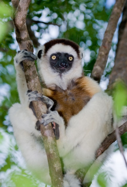 Dansende Sifaka zit op een boom