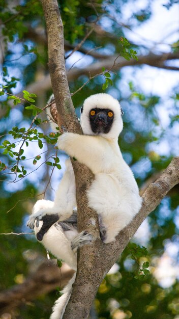 Dansende Sifaka zit op een boom