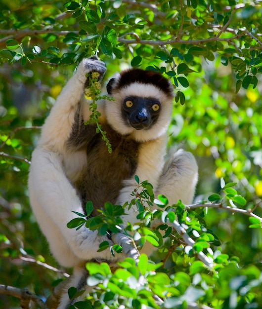 Dansende Sifaka zit op een boom