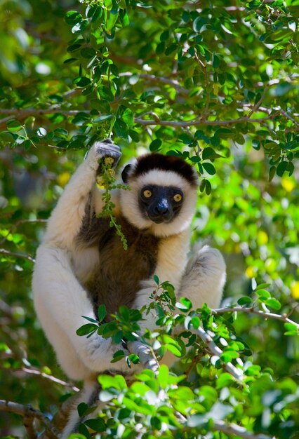 Dansende Sifaka zit op een boom