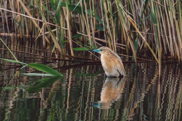 Photo danube delta