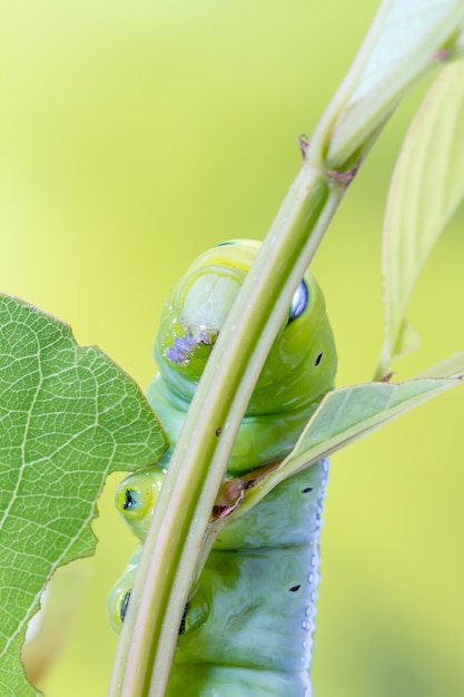 Photo daphnis nerii