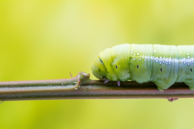 Photo daphnis nerii