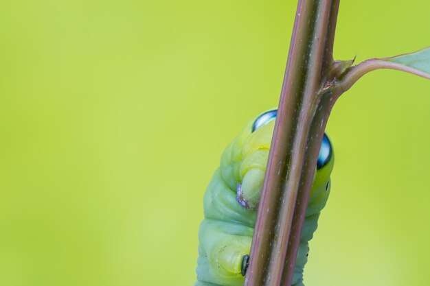 Photo daphnis nerii