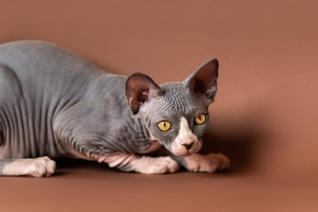 Dappere Sphynx-kat die ligt en wegkijkt en zich aandachtig klaarmaakt voor de jacht Bruine achtergrond