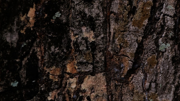 Photo dark abstract wood bark texture background