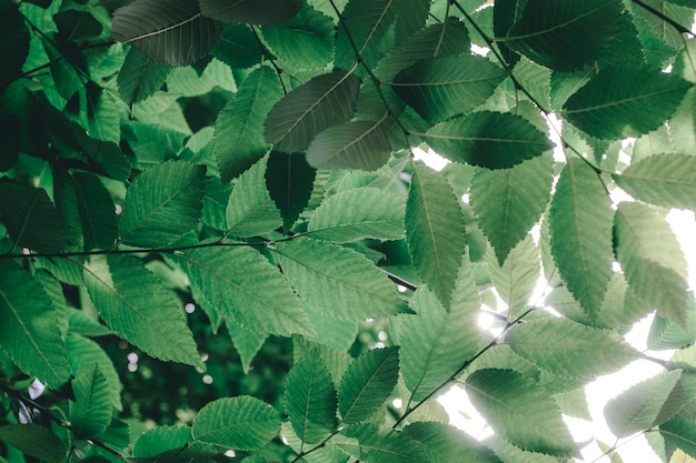 Dark background of green leaves