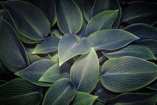 Dark background of hosta leaves