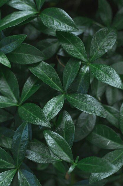 Темное фоновое изображение. Ковер из листьев растения барвинок. Вид сверху. Плоская планировка, копия пространства. Вертикальный