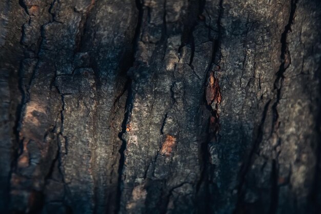 Fondo di legno strutturato della foto della corteccia scura