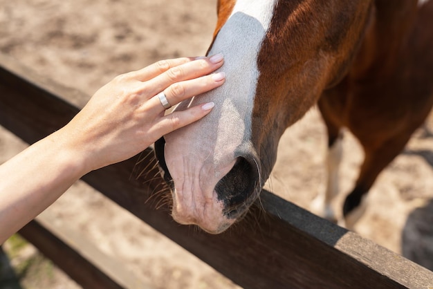 Dark bay horse in paddock on a sunny day Beautiful pet horseback riding petting zoo animal treatment