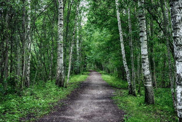 Dark birch forest