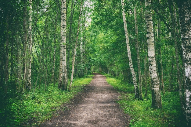 Dark birch forest