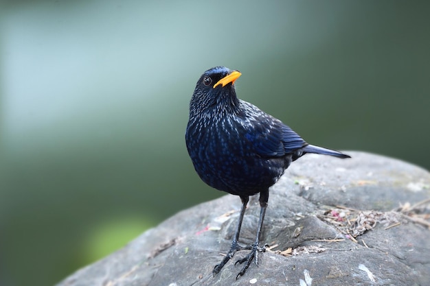 写真 小川の岩にとまる濃い青の鳥